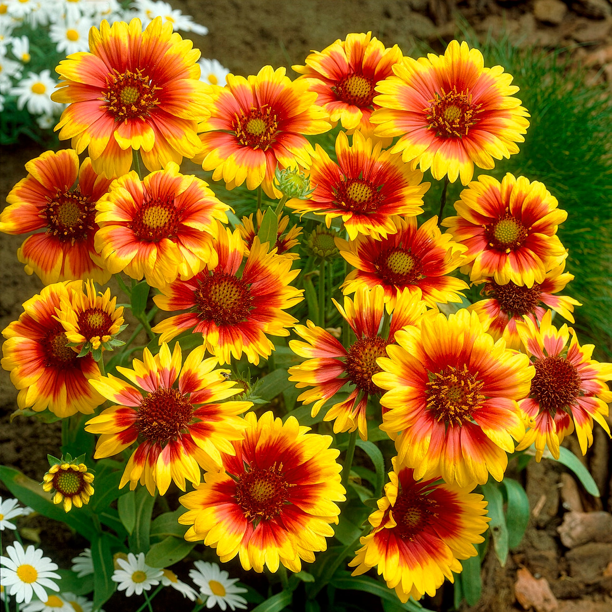 Rudbeckia Cherry Brandy, Gaillardia Kobold, Leucanthemum Banana Cream - Bunte Margeriten-Kollektion (x6) - Blühende Stauden