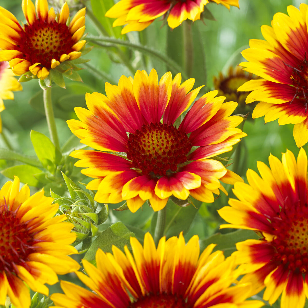 Verkauf Kokardenblume ‘Kobold’ - Gaillardia aristata Kobold