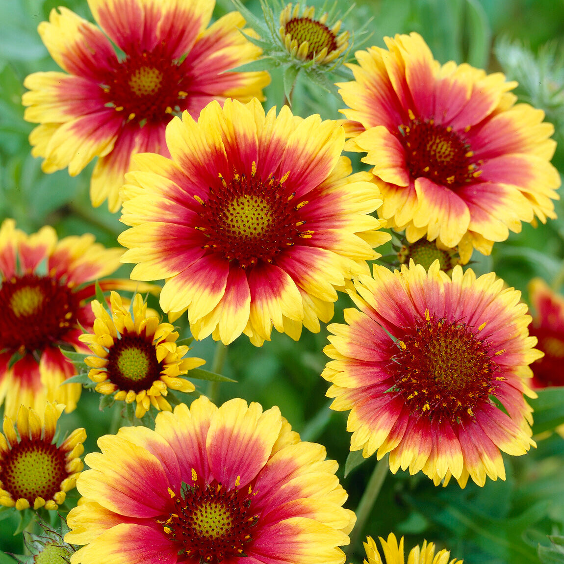 Kokardenblume ‘Kobold’ - Gaillardia aristata Kobold - Bakker