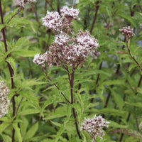 Gewöhnlicher Wasserdost - Eupatorium cannabinum - Bakker