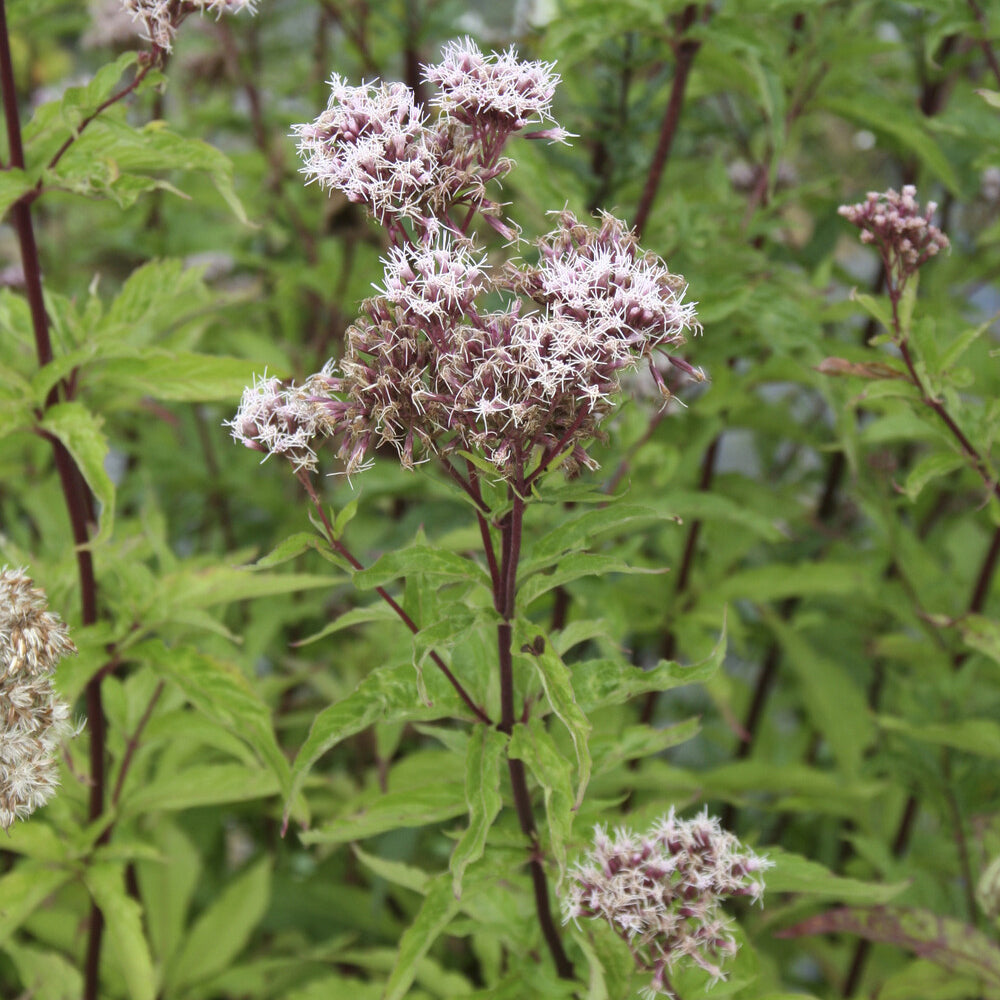 Gewöhnlicher Wasserdost - Eupatorium cannabinum - Bakker