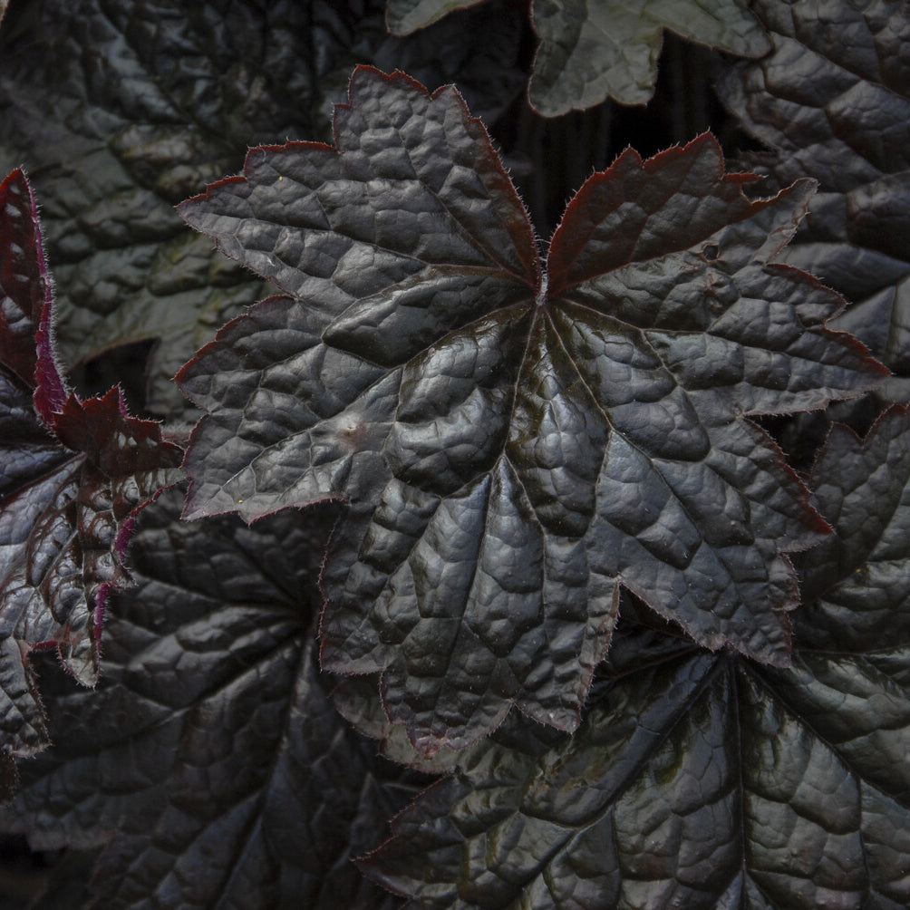 Purpurglöckchen 'Palace Purple' - Heuchera micrantha Palace Purple - Bakker