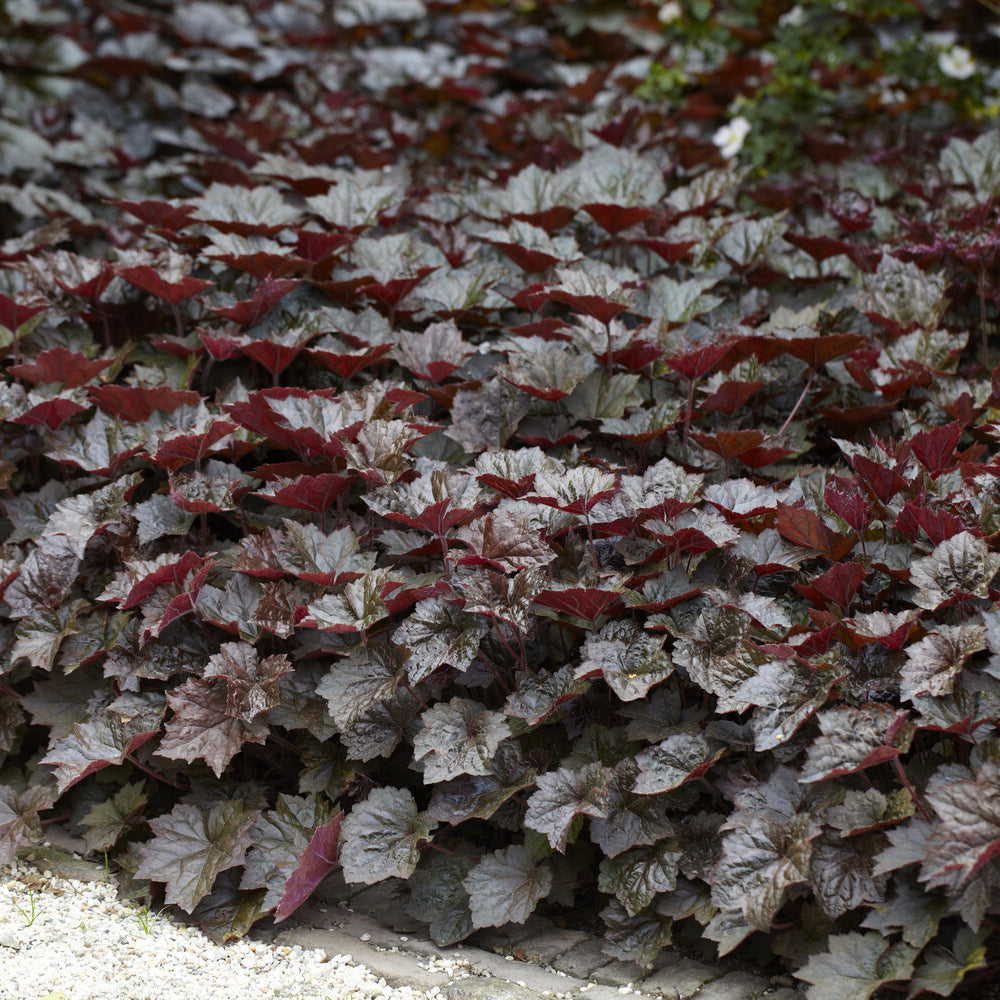 Heuchera - Purpurglöckchen - Purpurglöckchen 'Palace Purple' - Heuchera micrantha Palace Purple