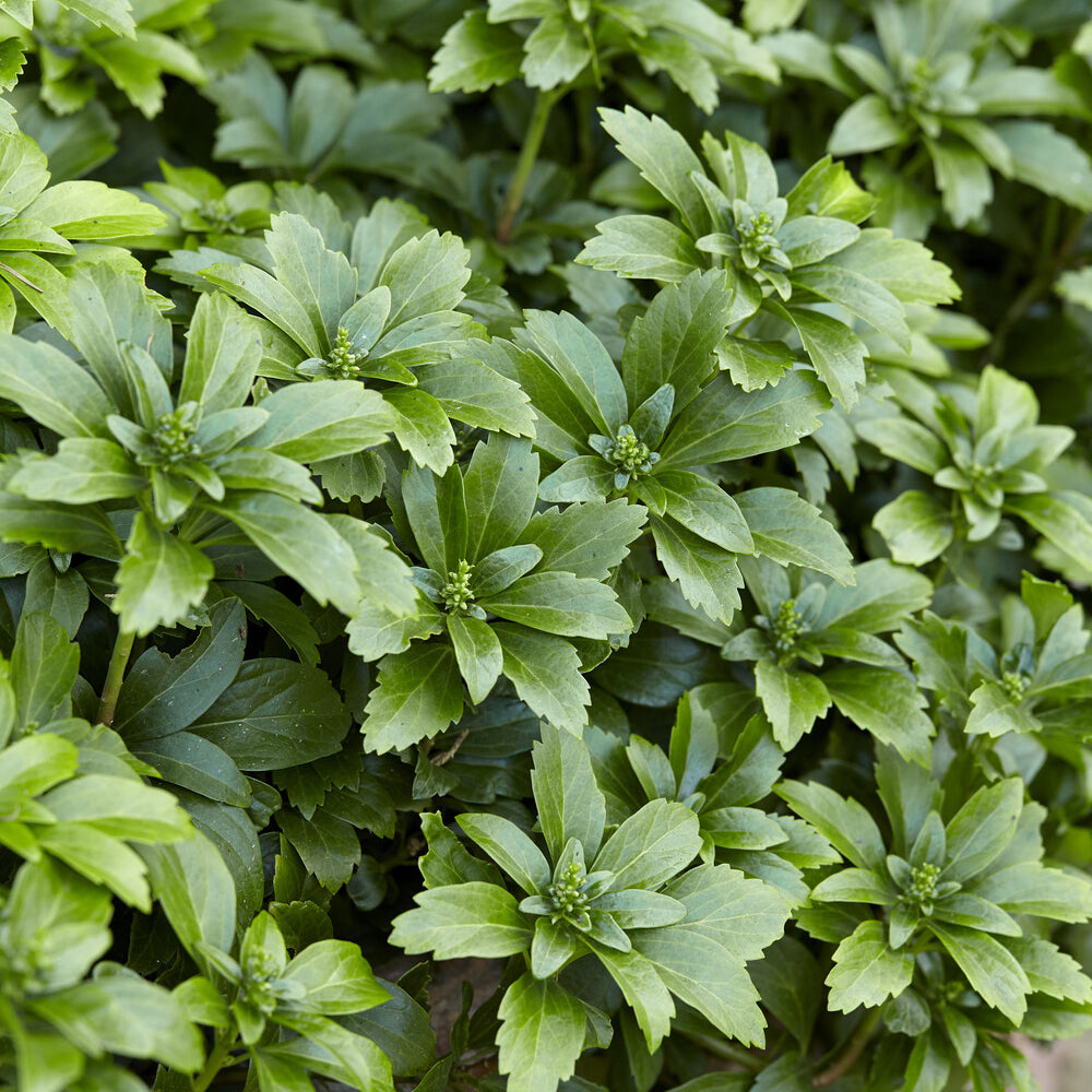 Verkauf Dickmännchen - Pachysandra terminalis