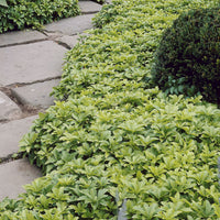 Dickmännchen - Pachysandra terminalis - Bakker