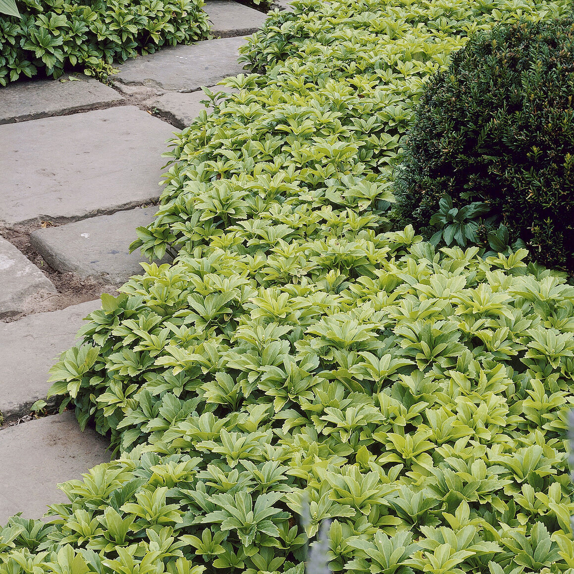 Dickmännchen - Pachysandra terminalis - Bakker