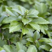 Pachysandra terminalis - Dickmännchen - Stauden