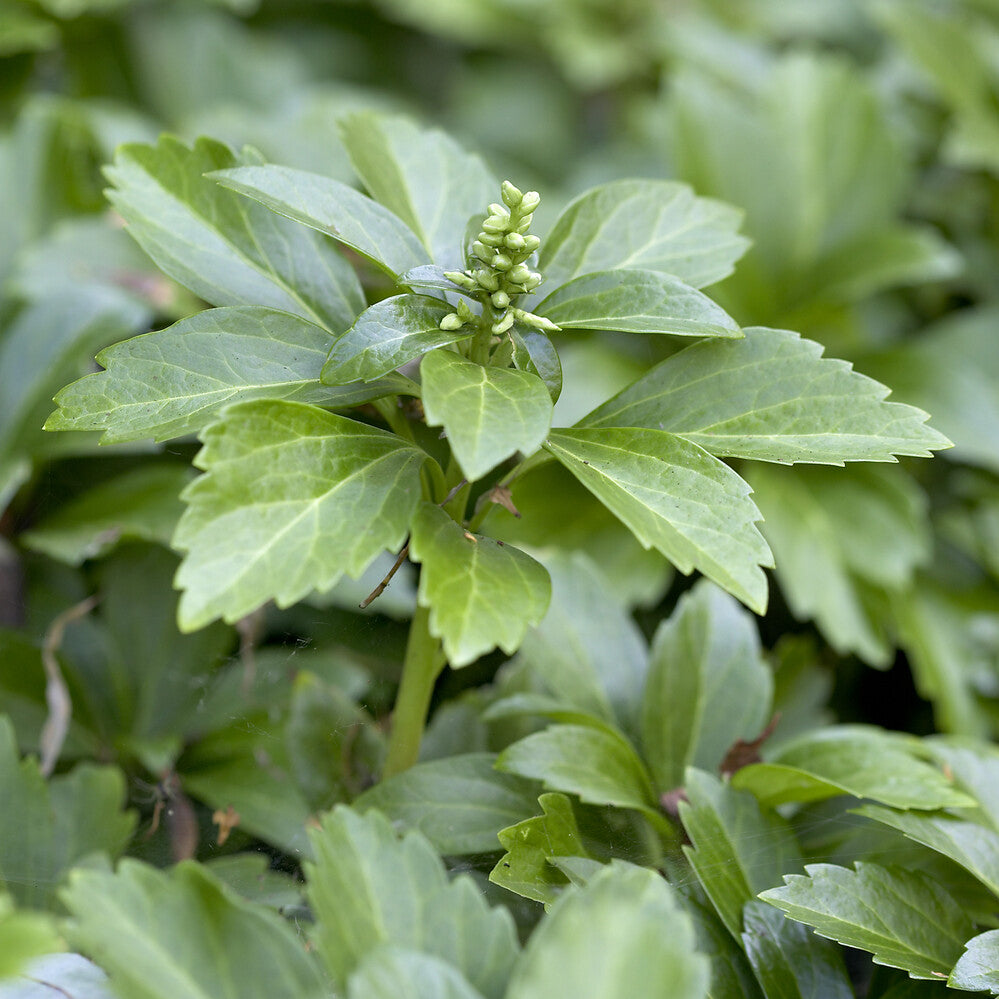 Pachysandra terminalis - Dickmännchen - Stauden