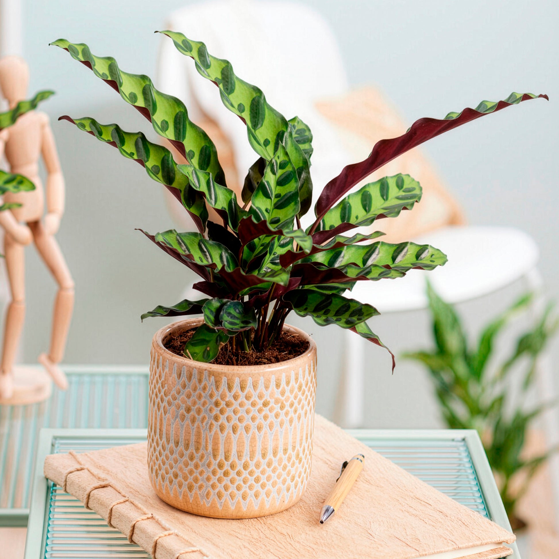 Calathea insignis - Korbmarante 'Insigne' - Calathea
