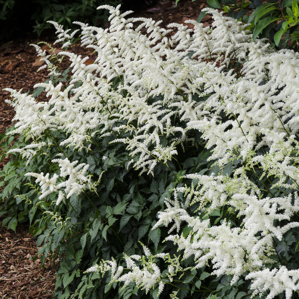 Verkauf Prachtspiere ‘Brautschleier’ - Astilbe x arendsii Brautschleier