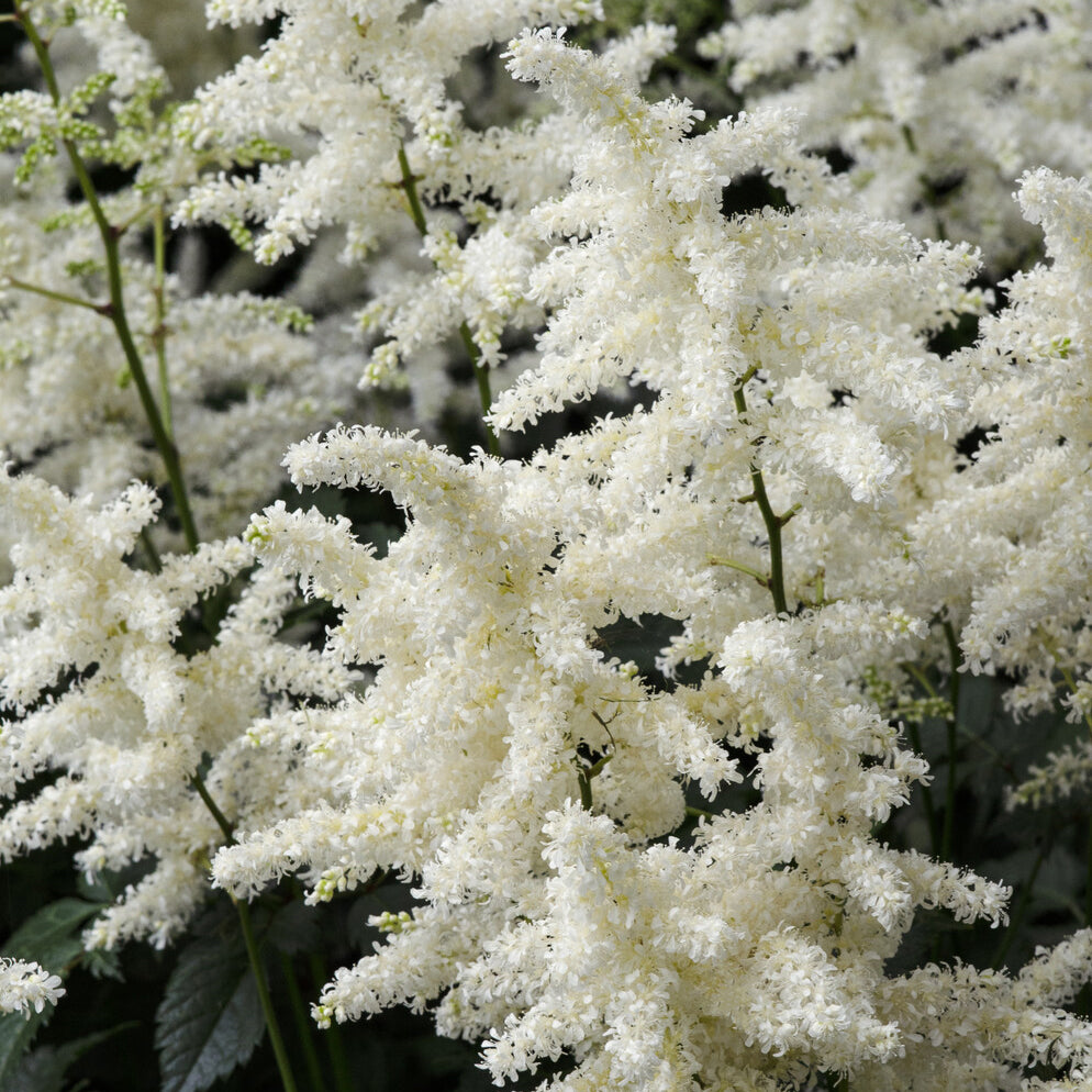 Prachtspiere ‘Brautschleier’ - Astilbe x arendsii Brautschleier - Bakker