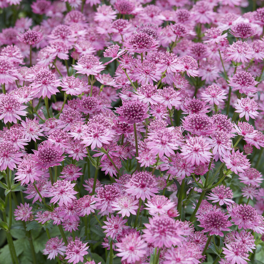 Astrantia - Sterndolde 'Roma' - Astrantia major Roma