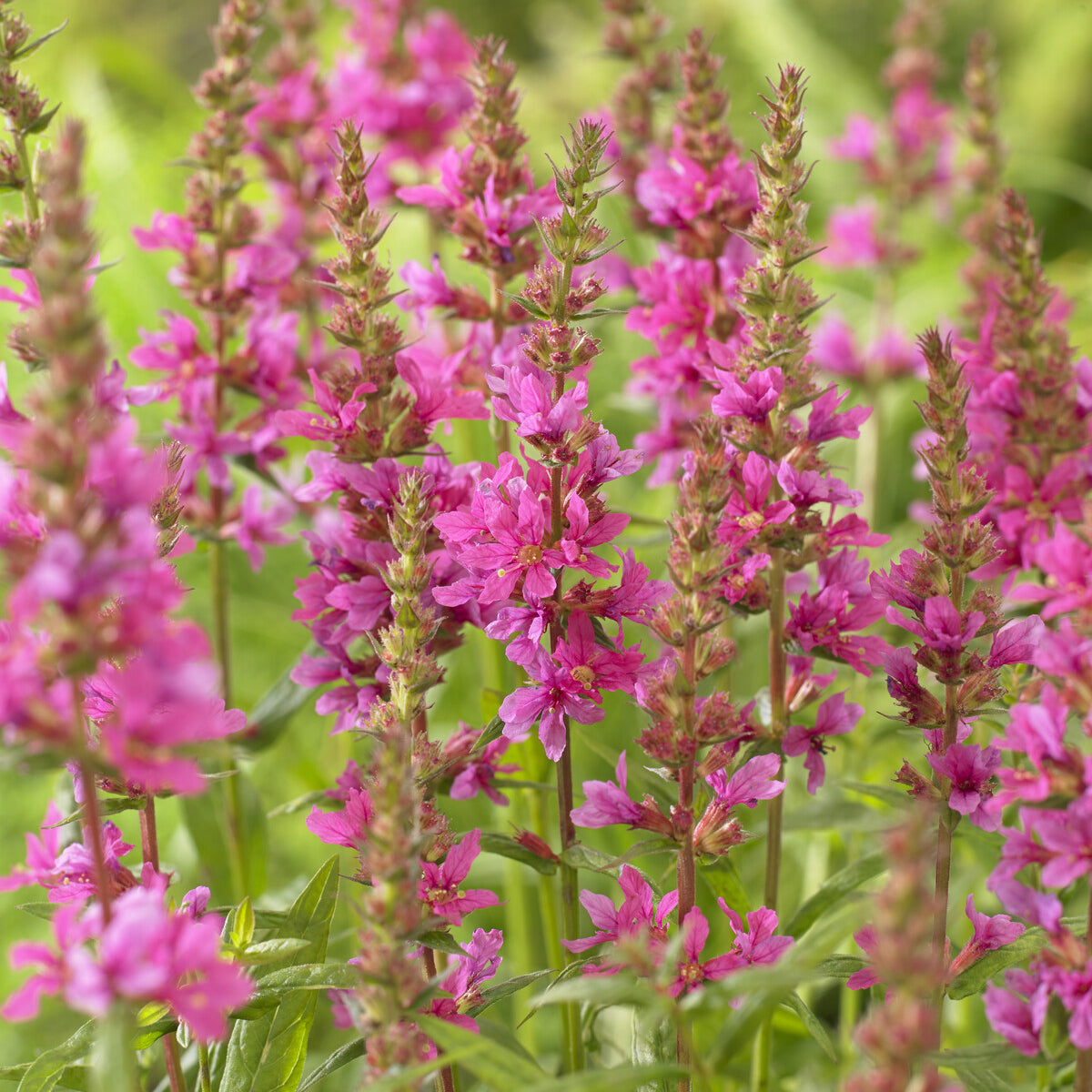 Blutweiderich ‘Robert’ - Lythrum salicaria Robert - Bakker