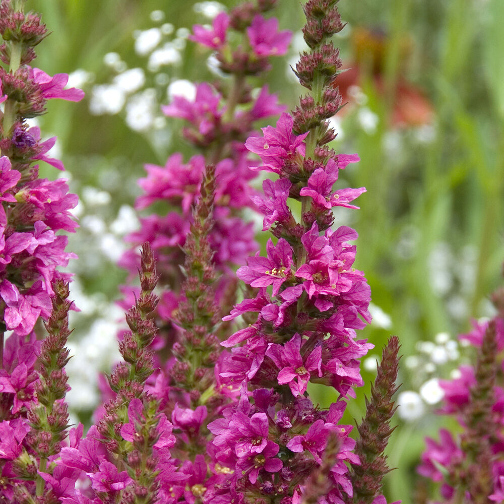 Verkauf Blutweiderich ‘Robert’ - Lythrum salicaria Robert