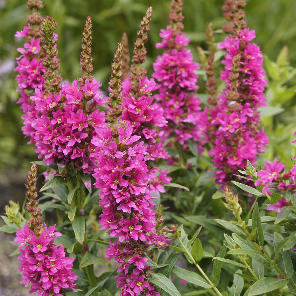 Stauden - Blutweiderich ‘Robert’ - Lythrum salicaria Robert