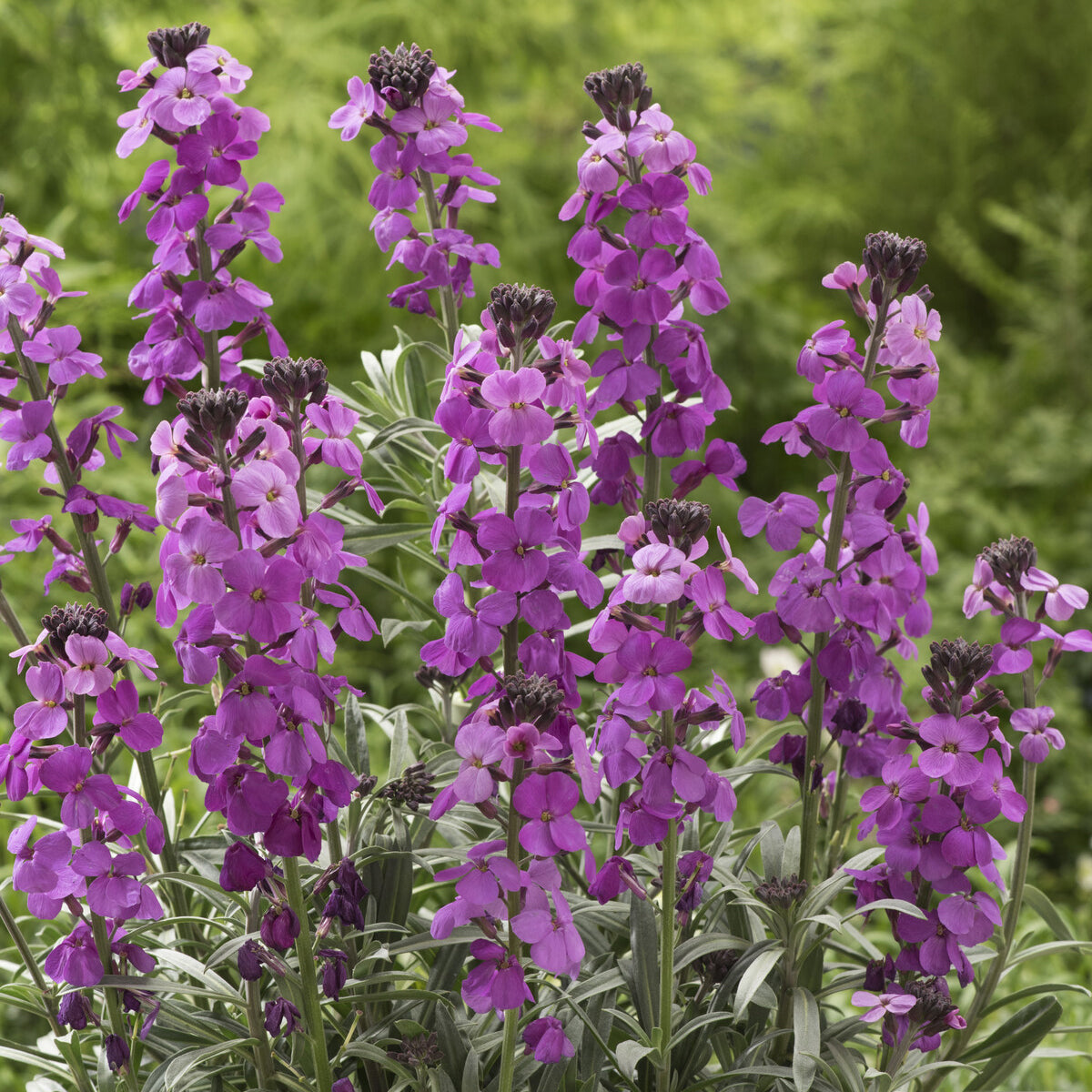 Verkauf Strauch-Goldlack ‘Bowles Mauve’ - Erysimum linifolium Bowles Mauve