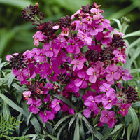 Strauch-Goldlack ‘Bowles Mauve’ - Erysimum linifolium Bowles Mauve - Bakker