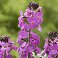 Verkauf Strauch-Goldlack ‘Bowles Mauve’