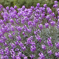 Strauch-Goldlack ‘Bowles Mauve’ - Stauden - Bakker