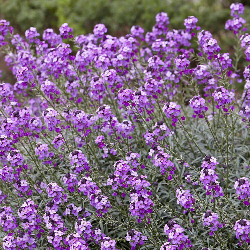 Strauch-Goldlack ‘Bowles Mauve’ - Stauden - Bakker