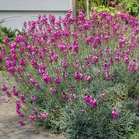 Strauch-Goldlack ‘Bowles Mauve’ - Bakker