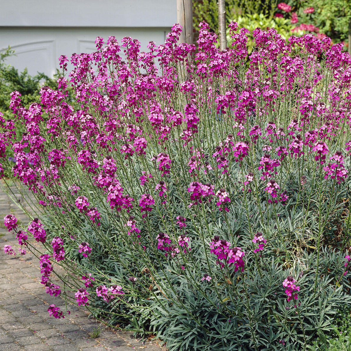 Strauch-Goldlack ‘Bowles Mauve’ - Bakker