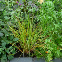 Stipa arundinacea - Federgras - Stipa