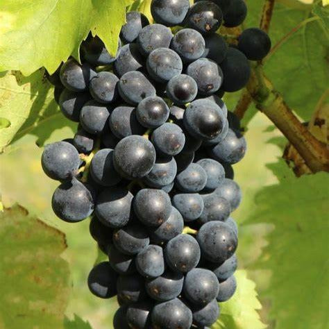 Weinrebe 'Muscat Bleu' - Vitis vinifera Muscat Bleu - Bakker