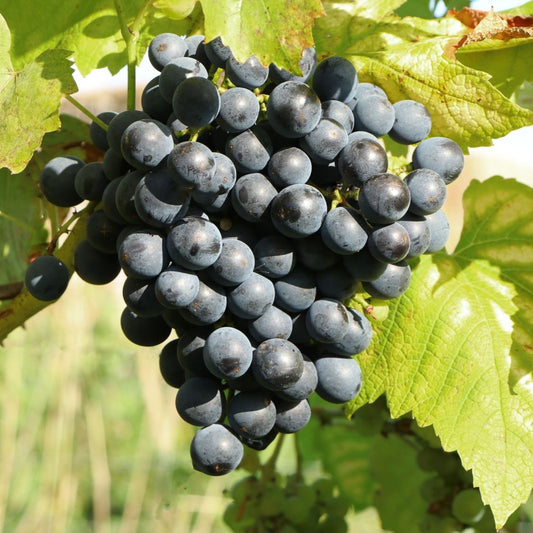 Weinrebe 'Muscat Bleu' - Bakker