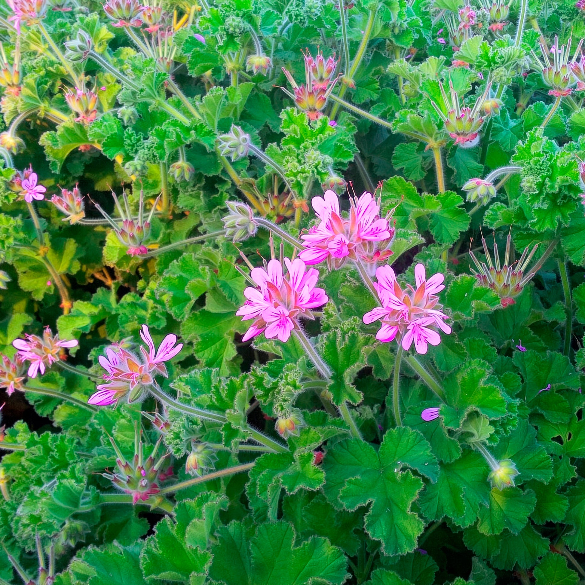 Rosenduft-Geranie - Pelargonium capitatum - Bakker