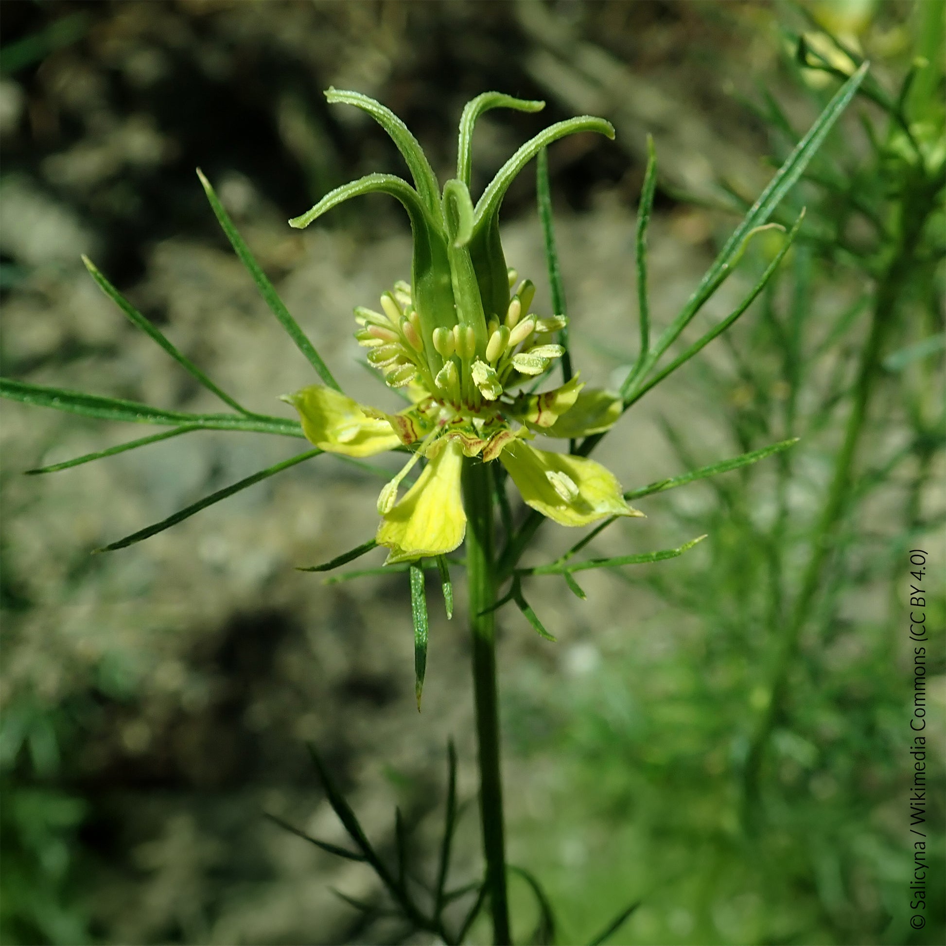 Orientalischer Schwarzkümmel Transformer - Nigella orientalis Transformer - Bakker