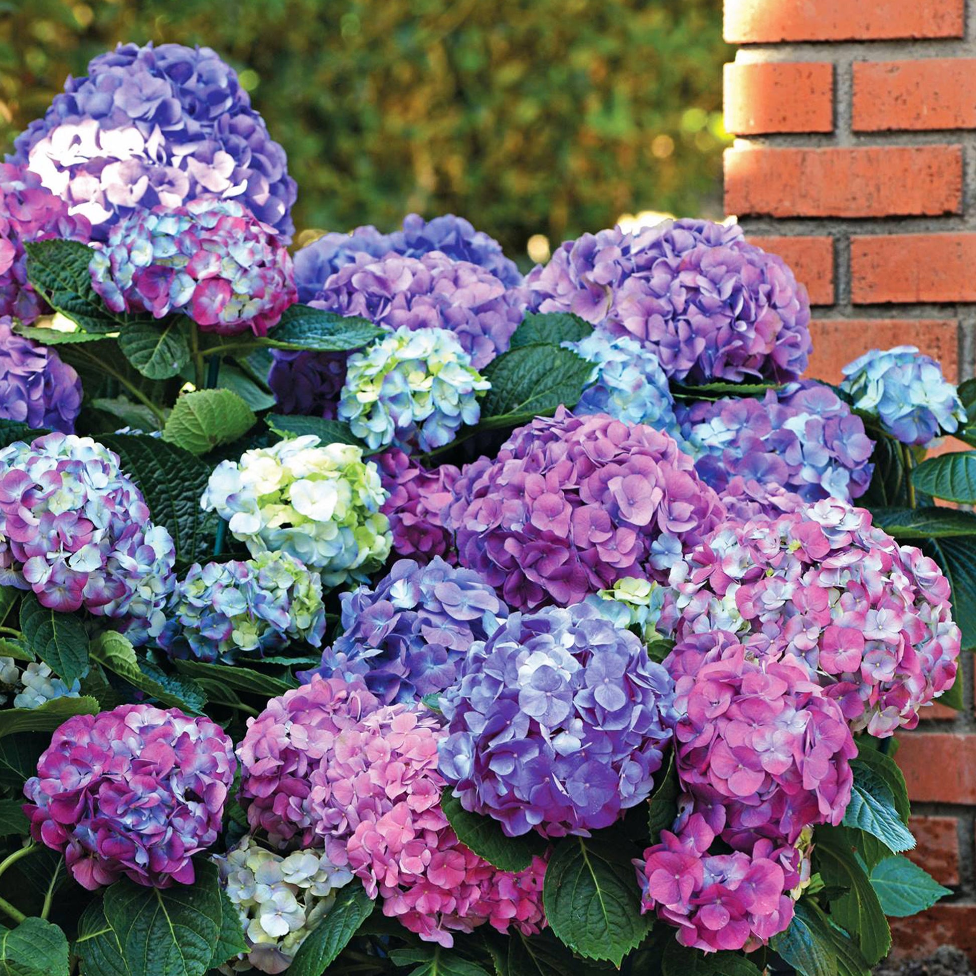 Dreifarbige Bauernhortensie - Bakker