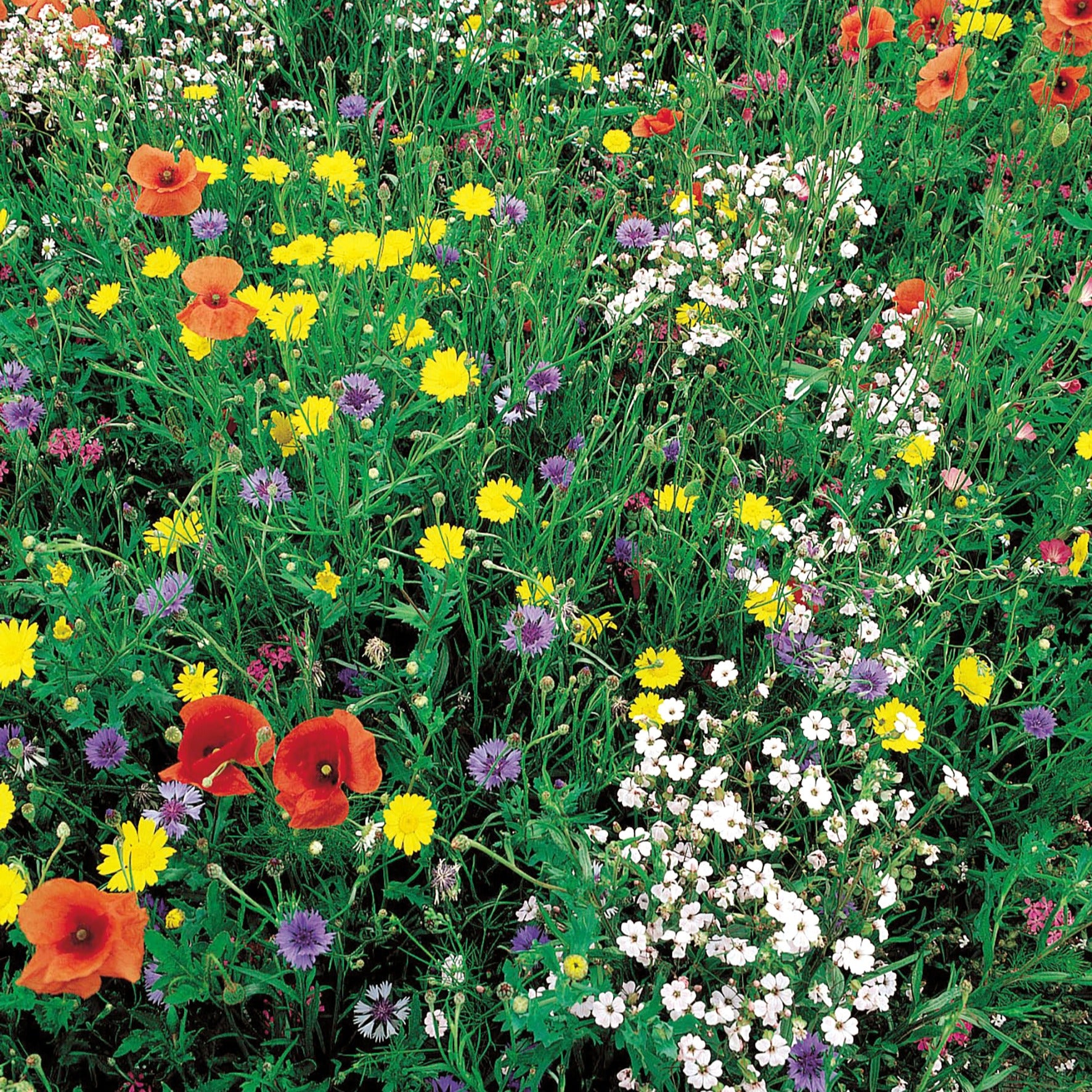 Wildblumenmischung (100 m²) - Bakker