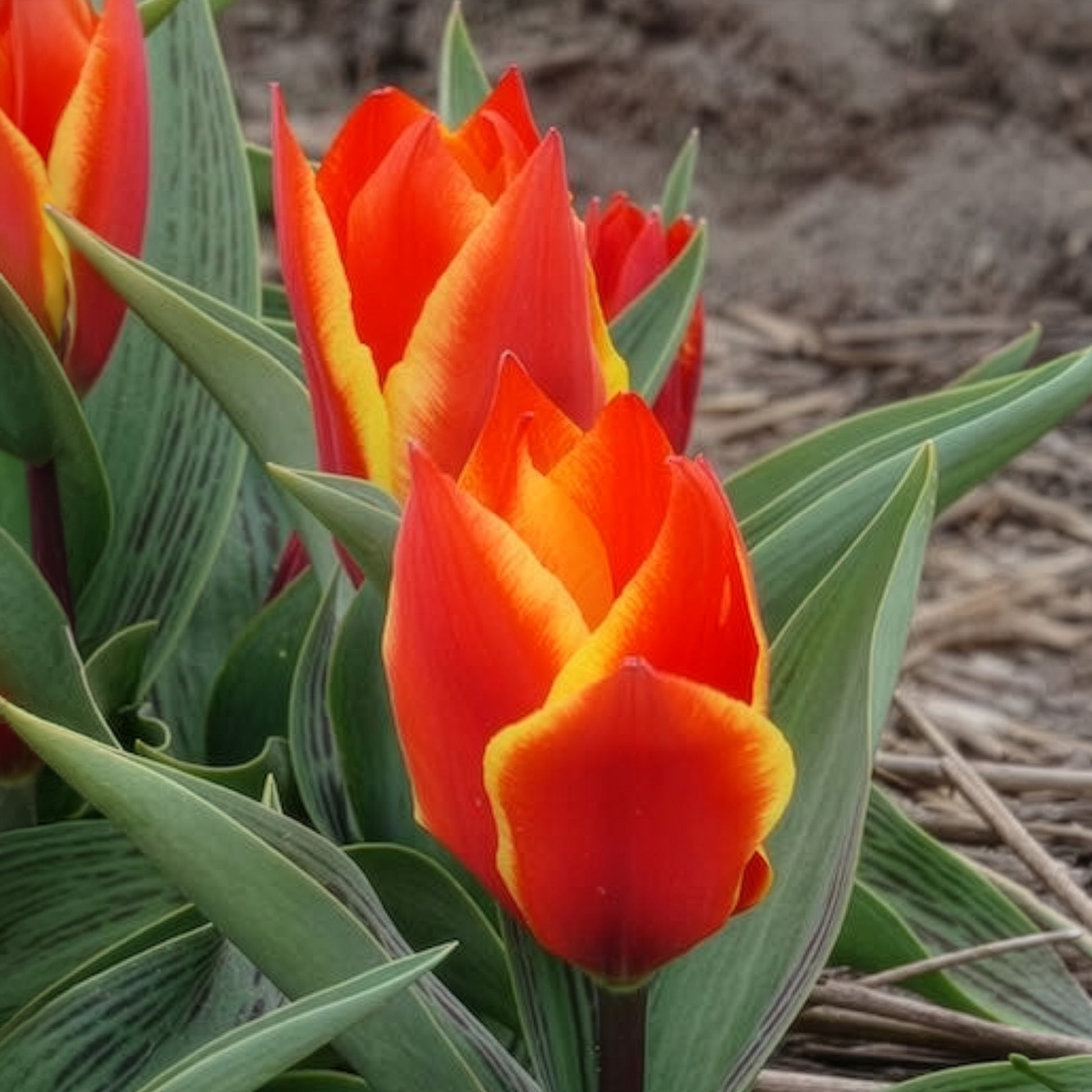 Tulpen Winnipeg (x10) - Tulipa Winnipeg - Bakker
