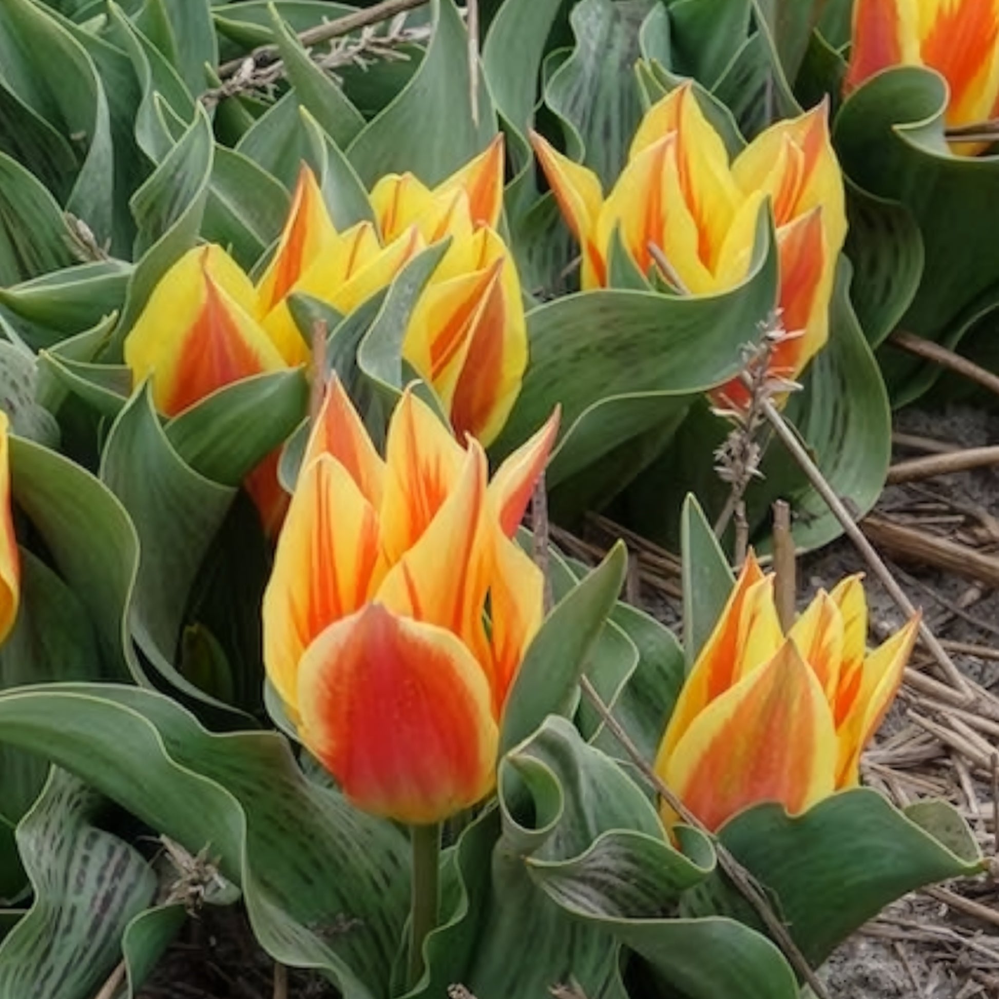Tulpen-Zwiebeln - Tulpen Winnipeg (x10) - Tulipa Winnipeg