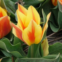 Tulipa Winnipeg - Tulpen Winnipeg (x10) - Tulpen-Zwiebeln