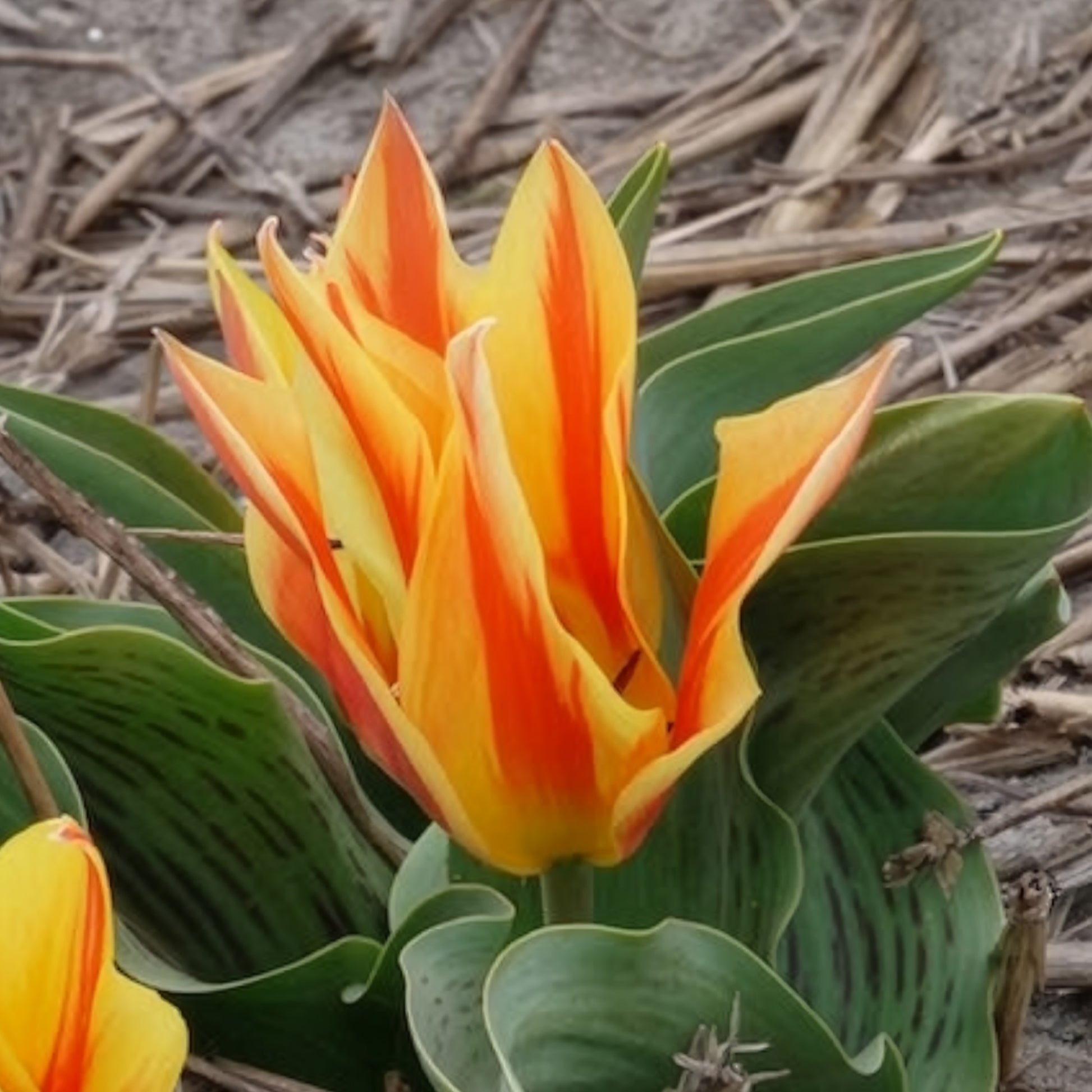 Verkauf Tulpen Winnipeg (x10) - Tulipa Winnipeg