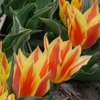 Verkauf Tulpen Winnipeg (x10)