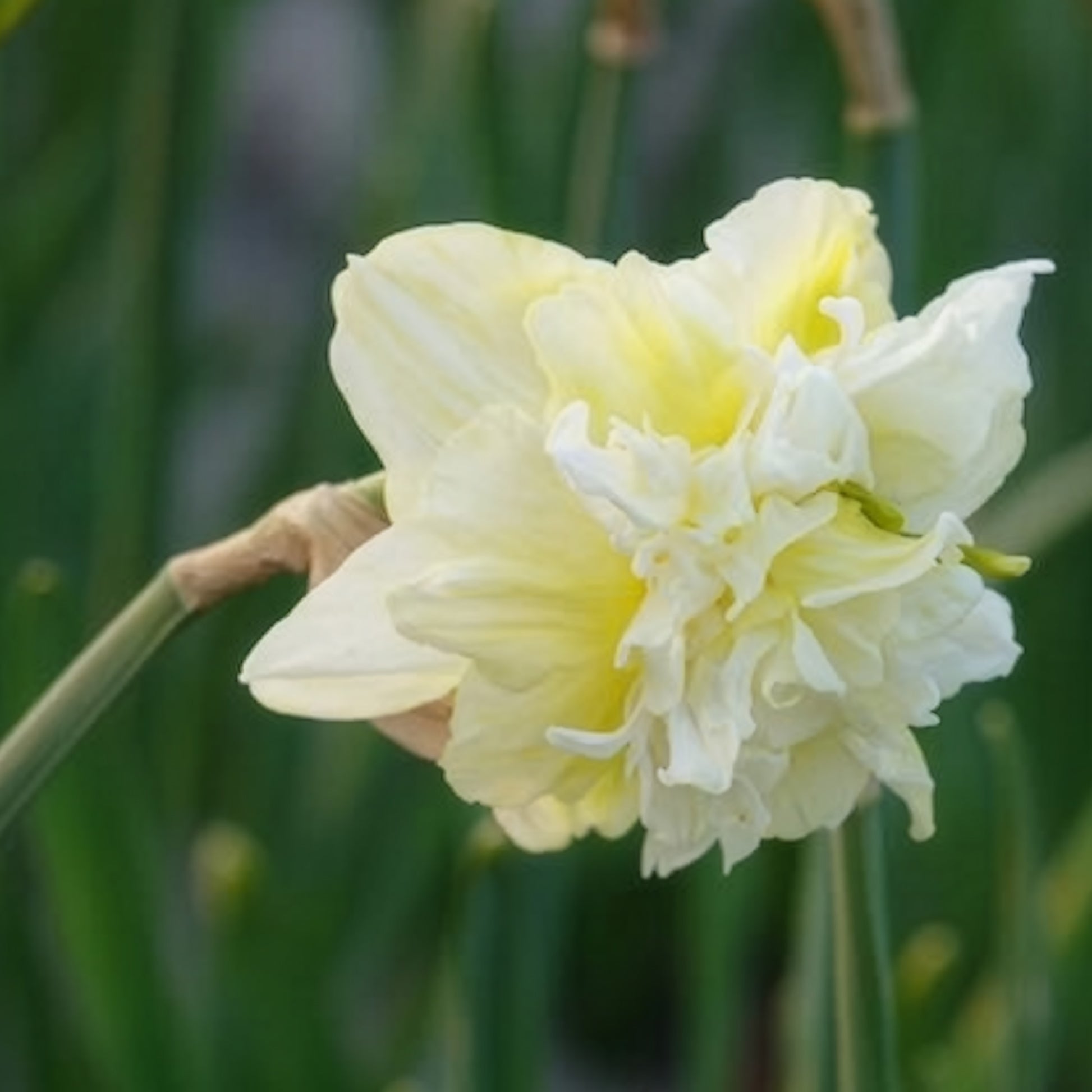 Gefüllte Narzisse 'Obdam' (x10) - Narcissus obdam - Bakker