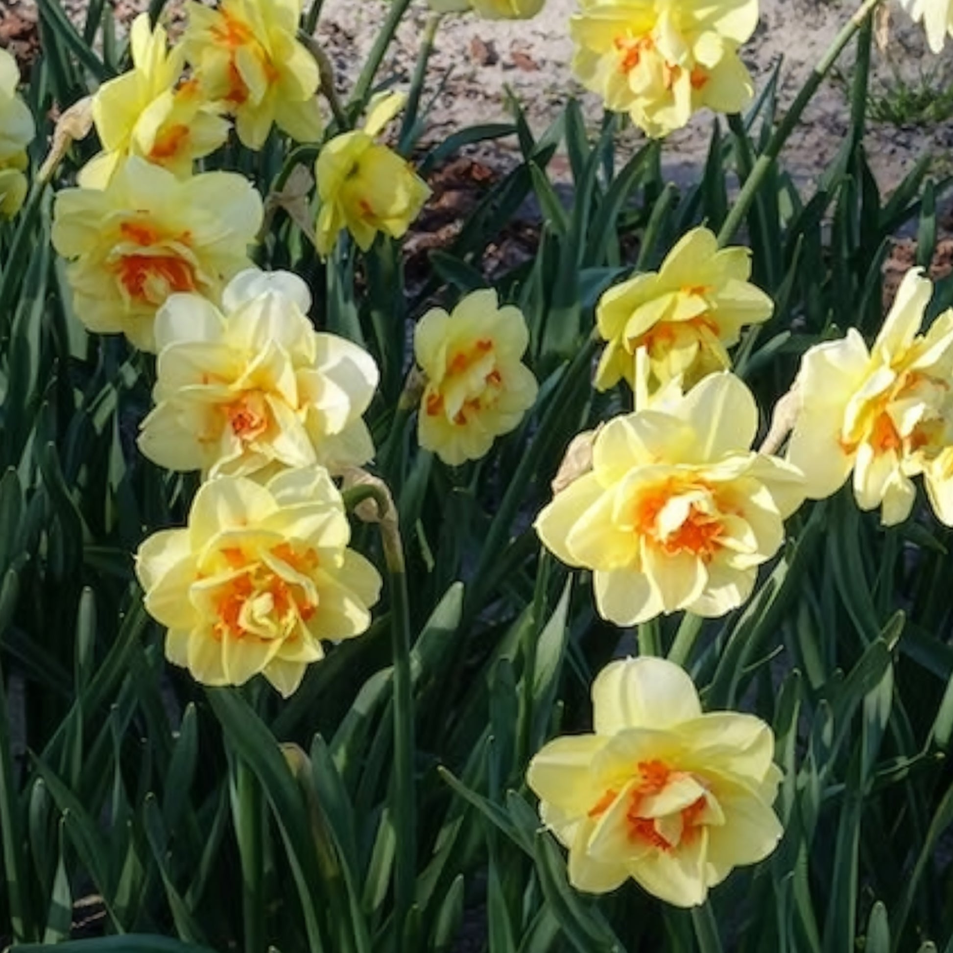 Verkauf Gefüllte Narzisse 'Tahiti' (x10) - Narcissus Tahiti