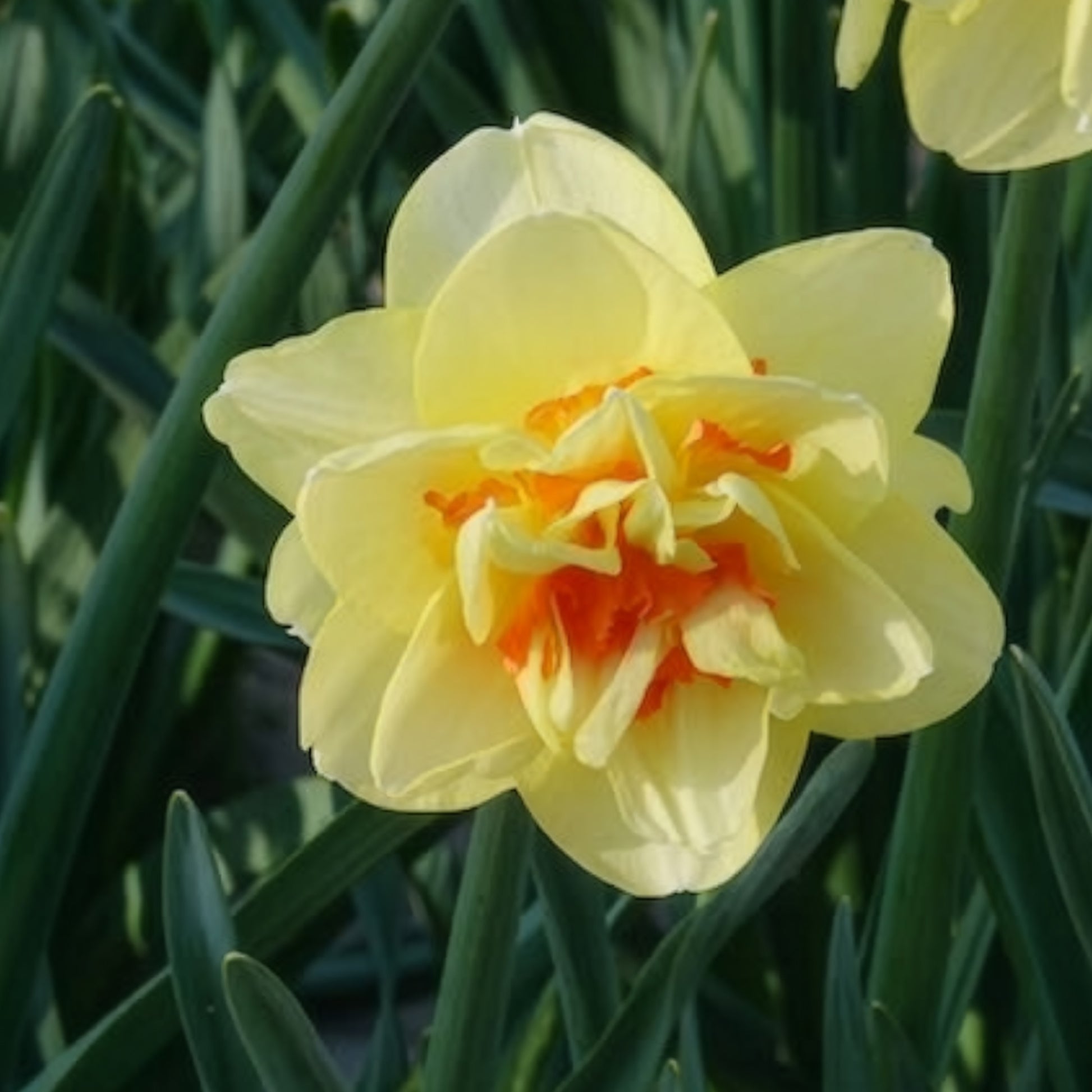 Gefüllte Narzisse 'Tahiti' (x10) - Narcissus Tahiti - Bakker