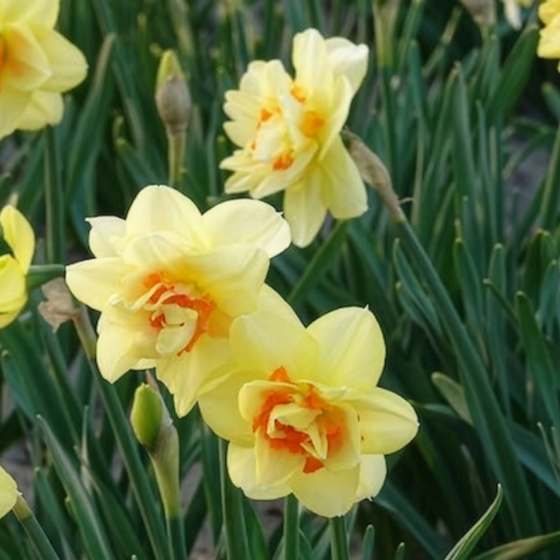 Narcissus Tahiti - Gefüllte Narzisse 'Tahiti' (x10) - Narzissen-Zwiebeln