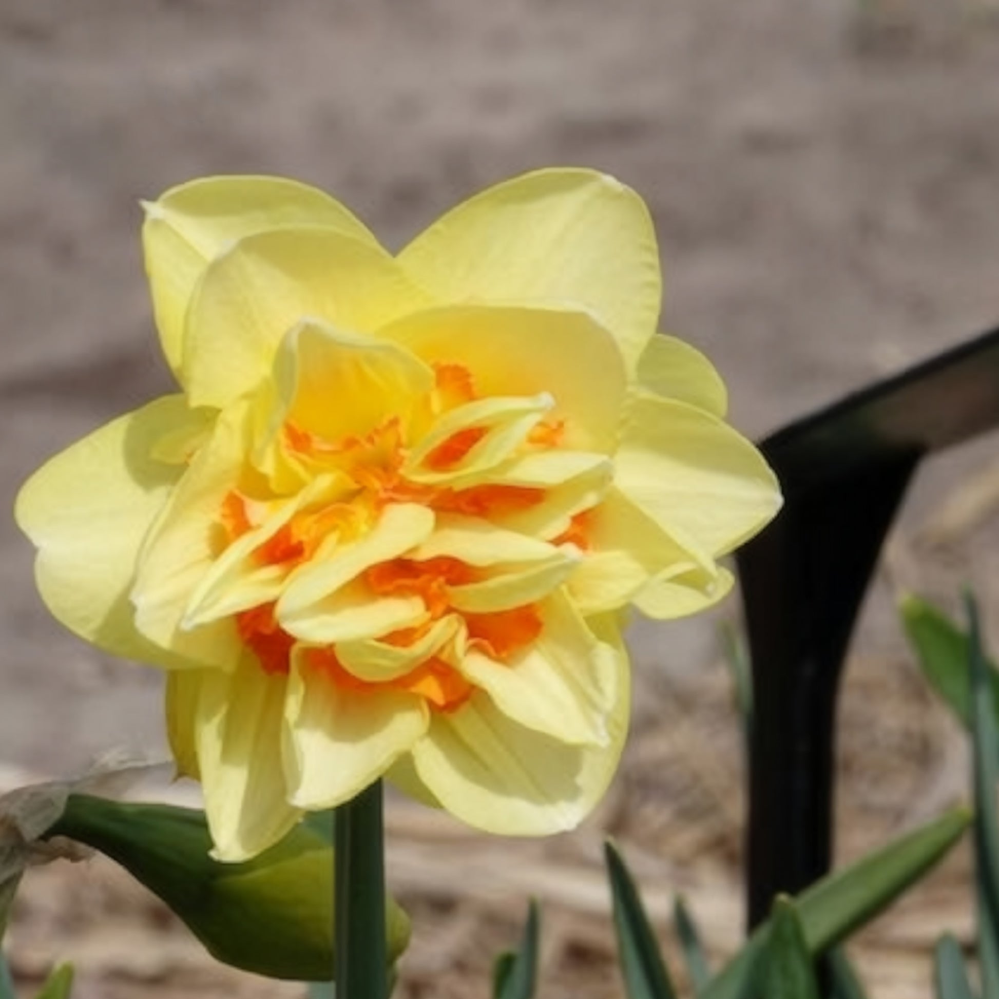 Narzissen-Zwiebeln - Gefüllte Narzisse 'Tahiti' (x10) - Narcissus Tahiti