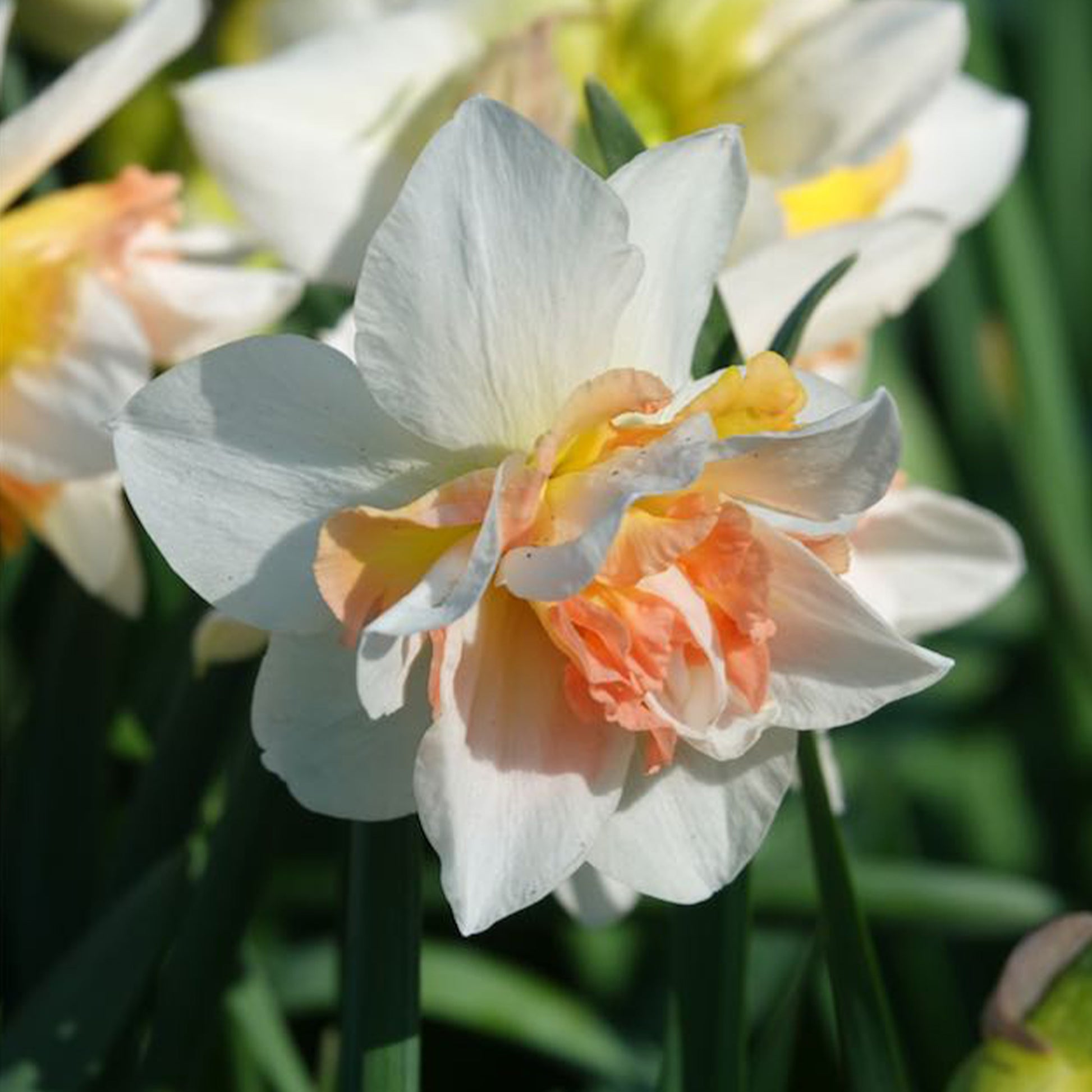 Narcissus replete - Gefüllte Narzissen 'Replete' (x10) - Narzissen-Zwiebeln