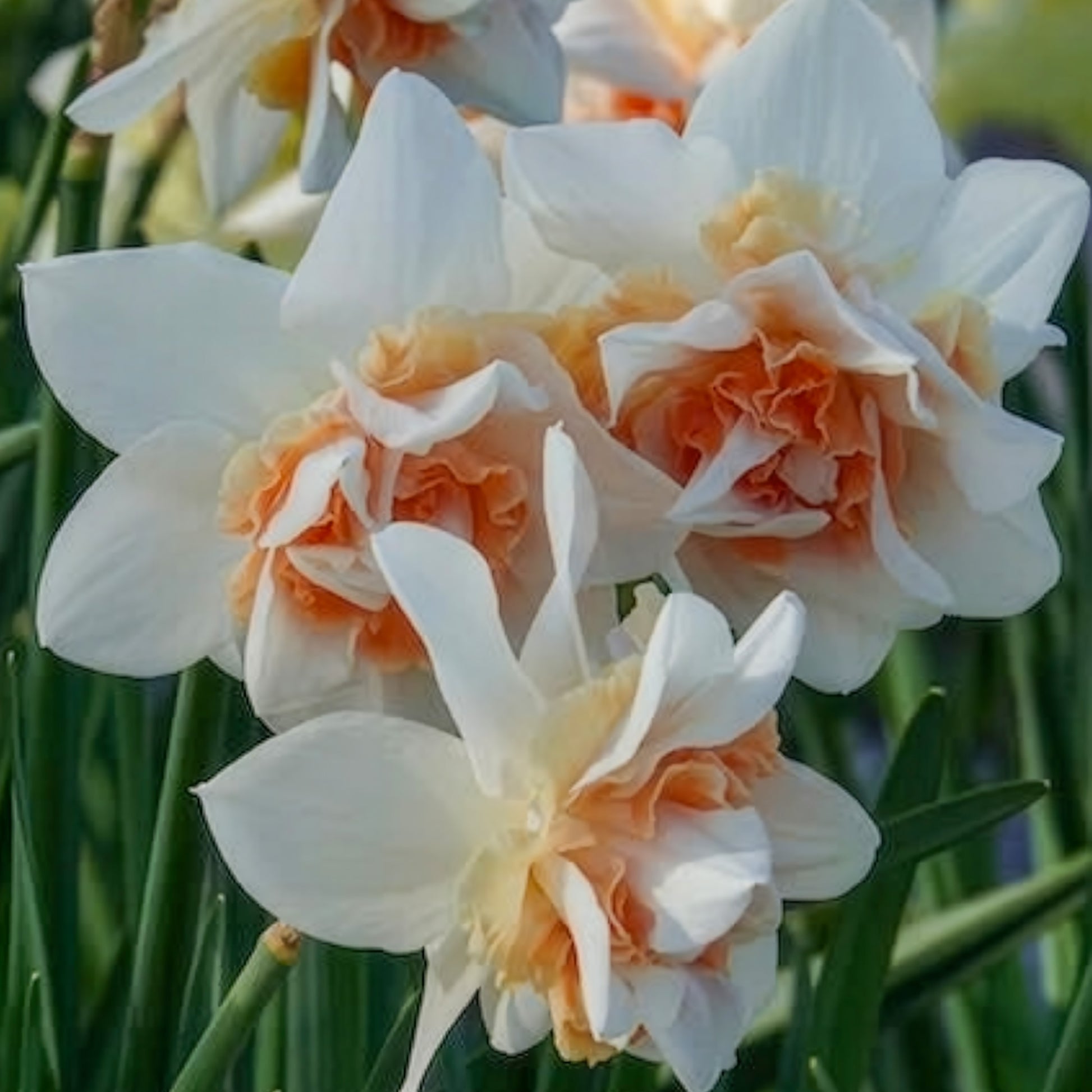 Gefüllte Narzissen 'Replete' (x10) - Narcissus replete - Bakker