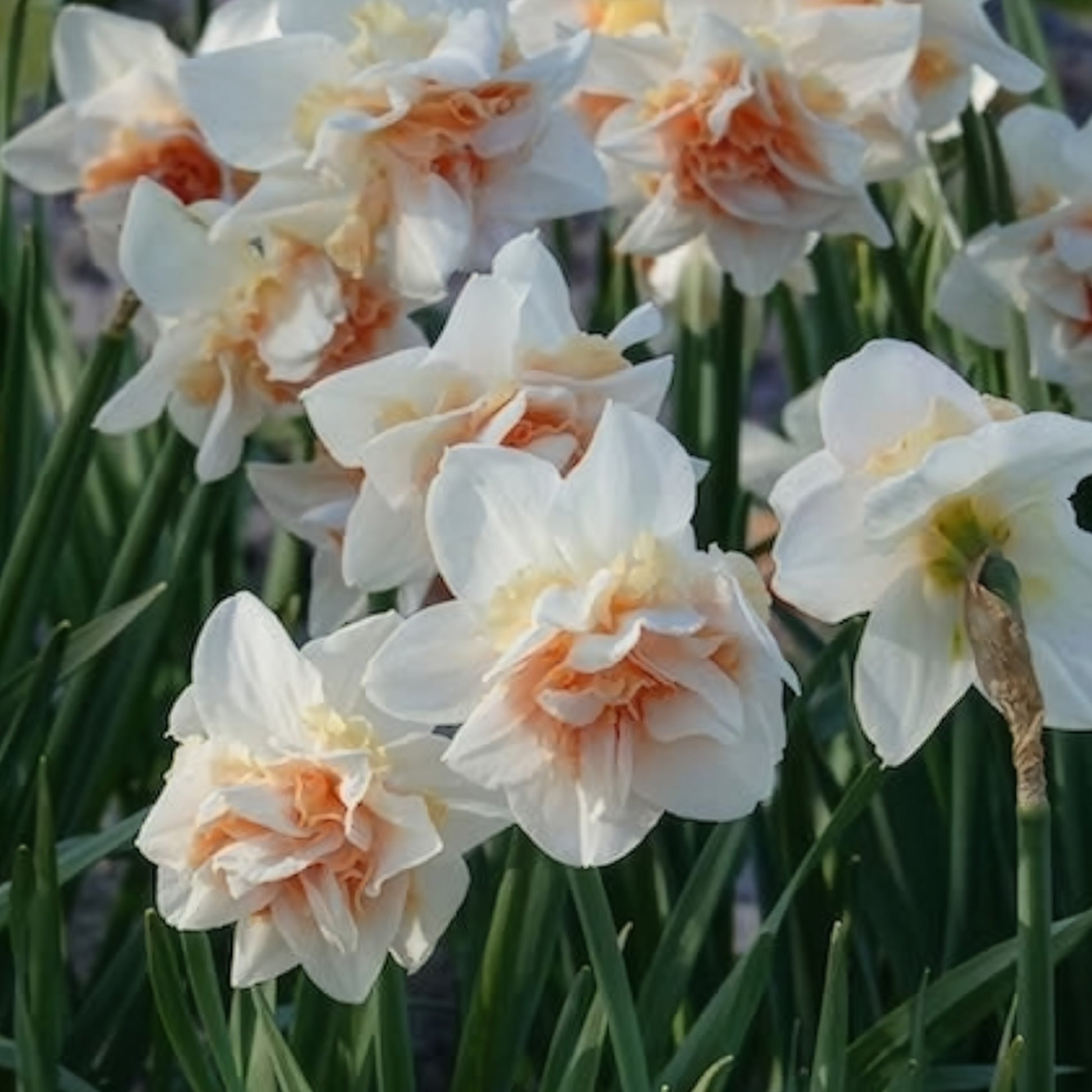 Narzissen-Zwiebeln - Gefüllte Narzissen 'Replete' (x10) - Narcissus replete