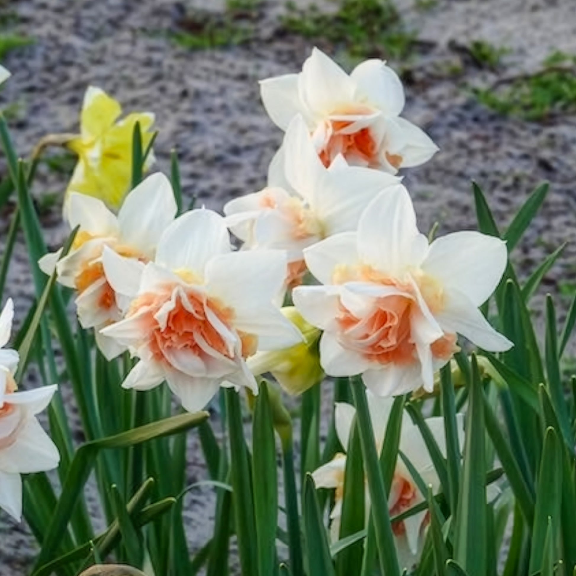 Verkauf Gefüllte Narzissen 'Replete' (x10) - Narcissus replete