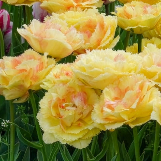 Tulpen Vaya con Dios - Bakker