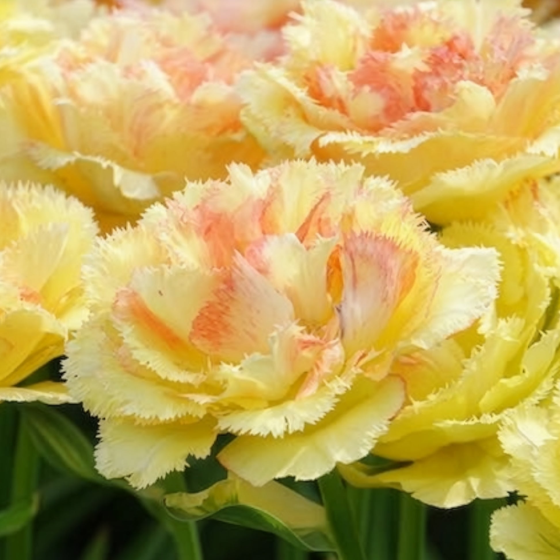 Tulipa vaya con dios - Tulpen Vaya con Dios - Tulpen-Zwiebeln