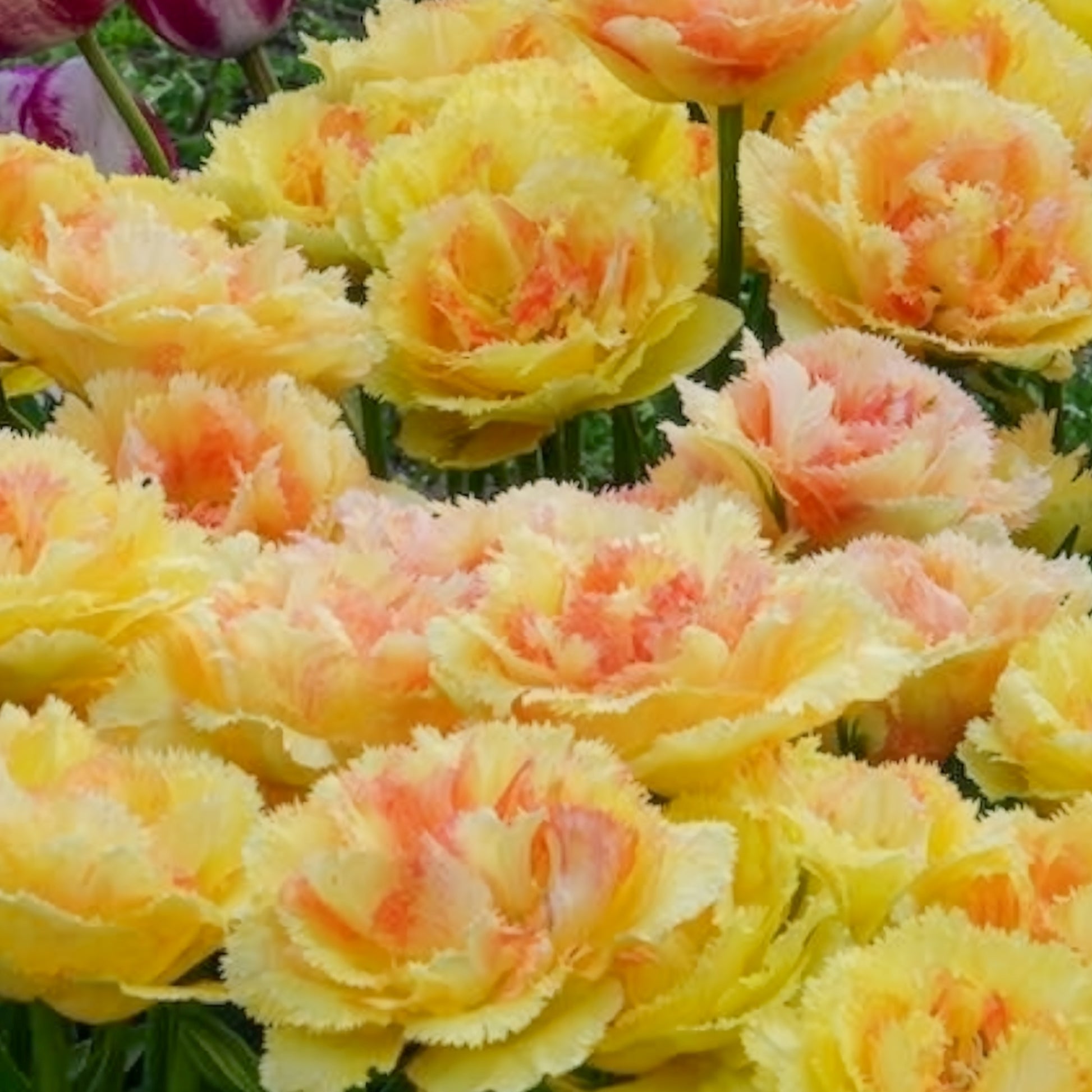Tulpen-Zwiebeln - Tulpen Vaya con Dios - Tulipa vaya con dios